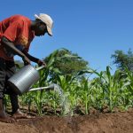 Afrique : L’agriculture, pilier de l’économie Ouest Africaine