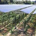 Afrique : L’Afrique de l’Ouest et du Centre innove à Lomé pour une agriculture durable grâce à l’agrivoltaïsme