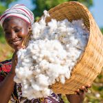 Mali : Bamako, future capitale mondiale du coton durable 